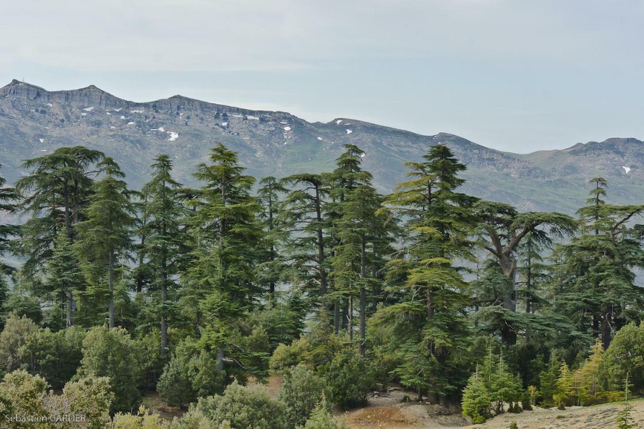 דירות איפראן Un Havre De Paix A Ifrane מראה חיצוני תמונה